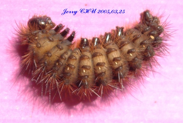 按此在新視窗瀏覽圖片