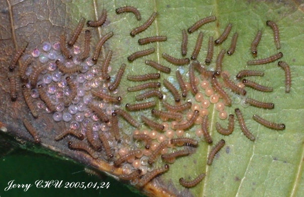 按此在新視窗瀏覽圖片