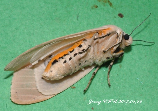 按此在新視窗瀏覽圖片