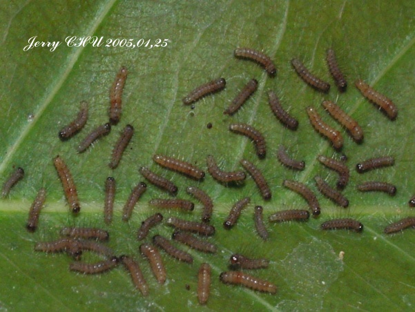 按此在新視窗瀏覽圖片