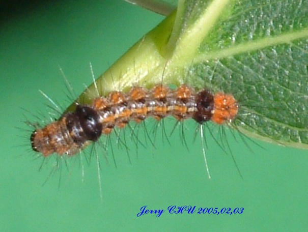 按此在新視窗瀏覽圖片