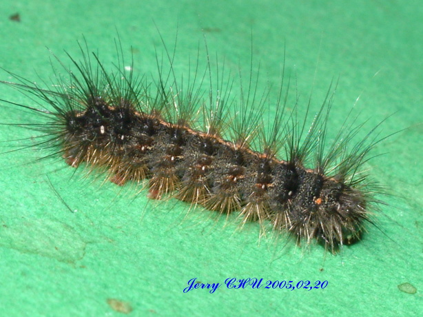 按此在新視窗瀏覽圖片