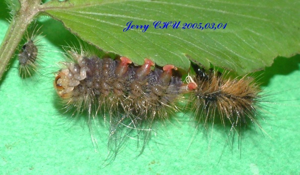 按此在新視窗瀏覽圖片