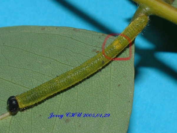 按此在新視窗瀏覽圖片