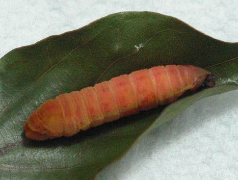 按此在新視窗瀏覽圖片