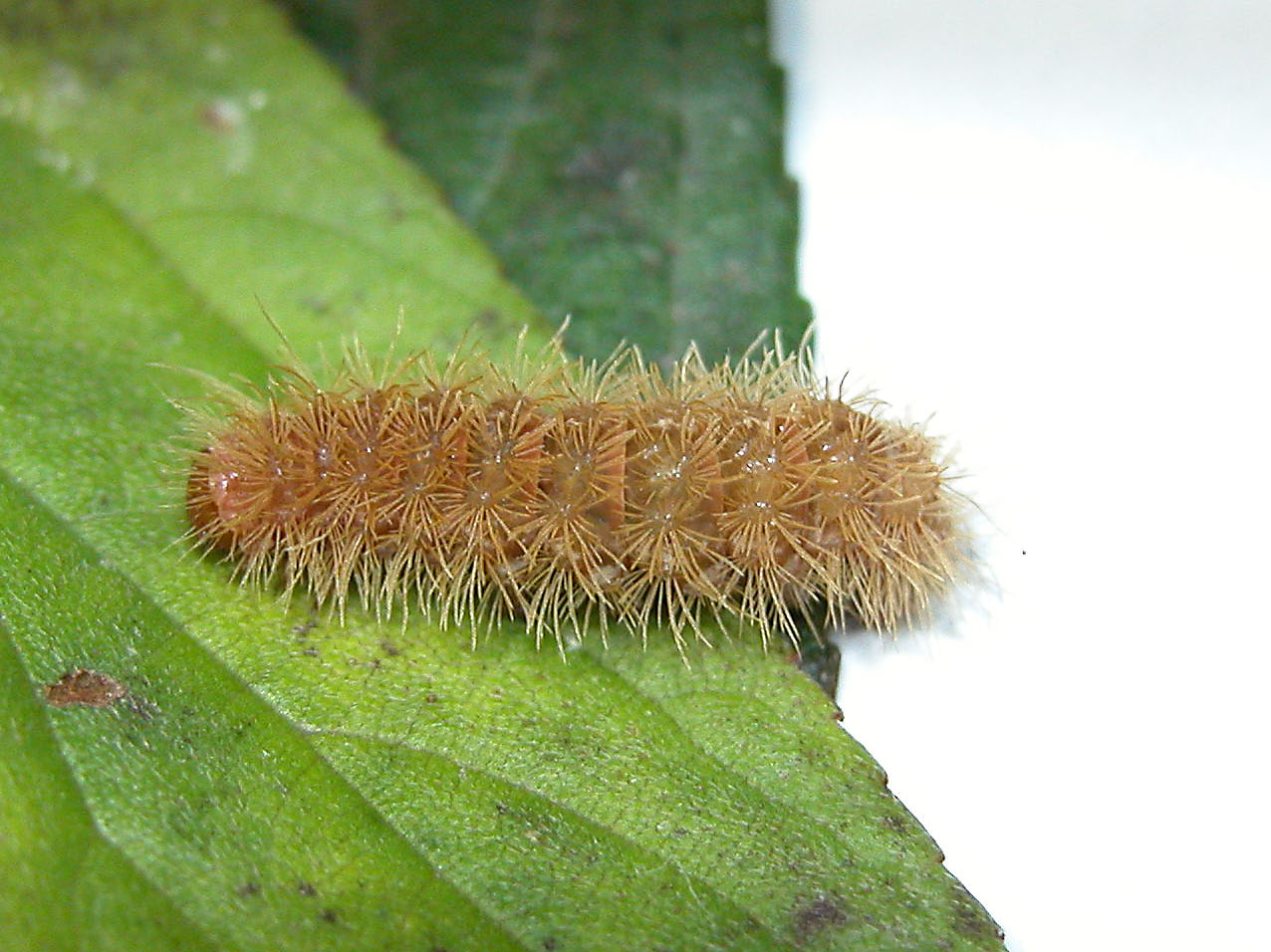 按此在新視窗瀏覽圖片