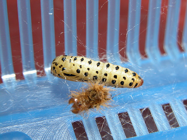 按此在新視窗瀏覽圖片