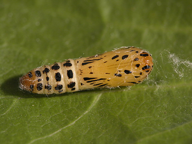 按此在新視窗瀏覽圖片