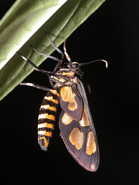 按此在新視窗瀏覽圖片