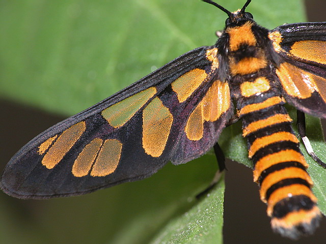 按此在新視窗瀏覽圖片