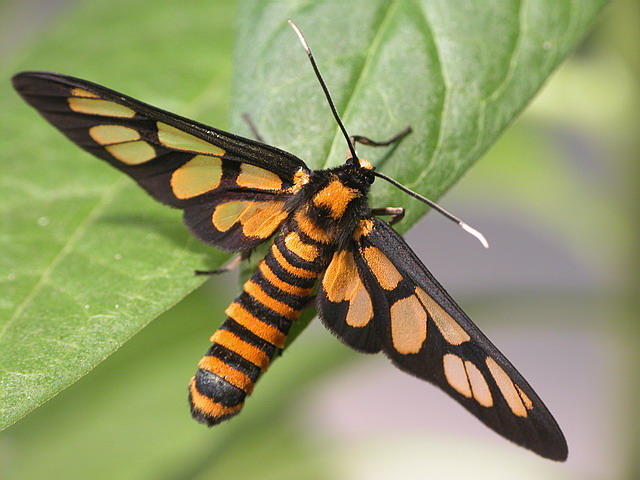 按此在新視窗瀏覽圖片