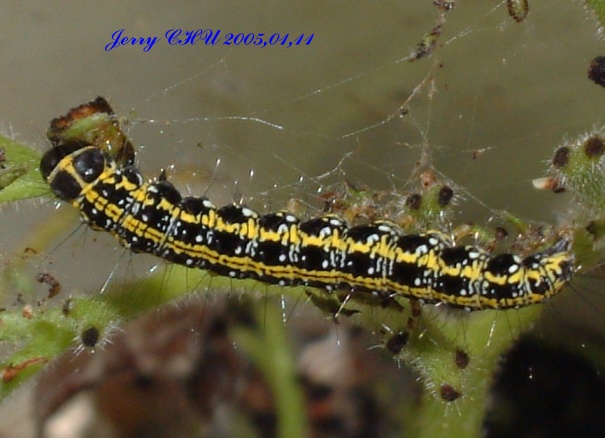 按此在新視窗瀏覽圖片