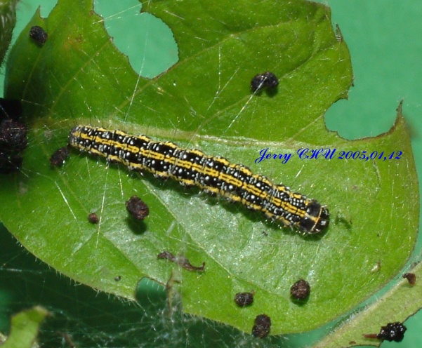 按此在新視窗瀏覽圖片