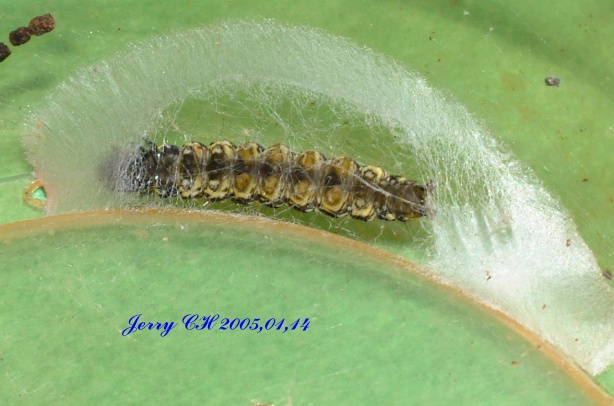 按此在新視窗瀏覽圖片