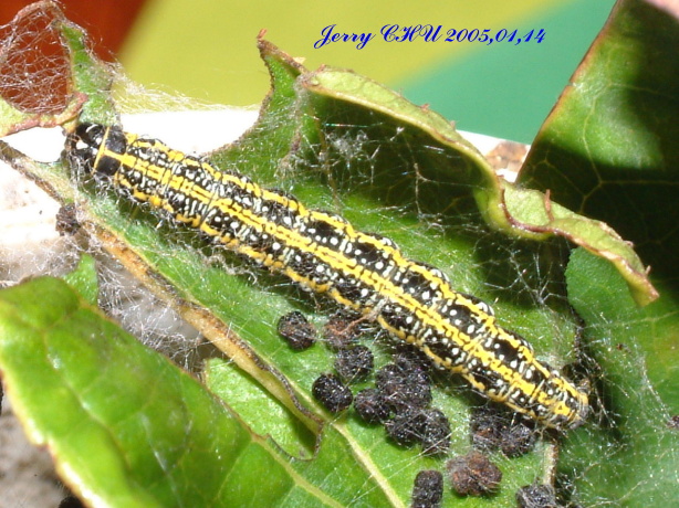 按此在新視窗瀏覽圖片