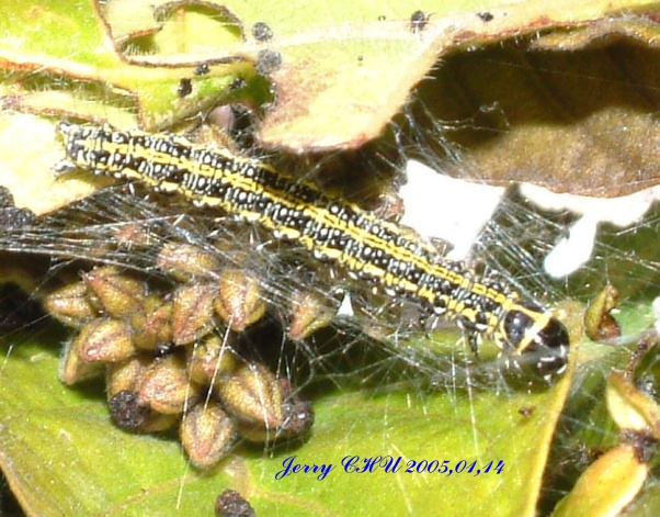 按此在新視窗瀏覽圖片