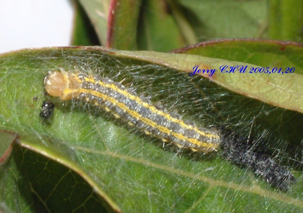 按此在新視窗瀏覽圖片