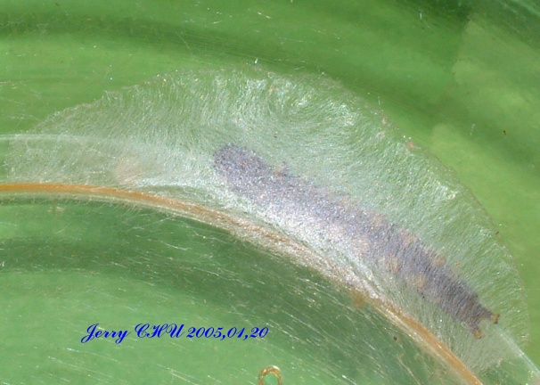 按此在新視窗瀏覽圖片