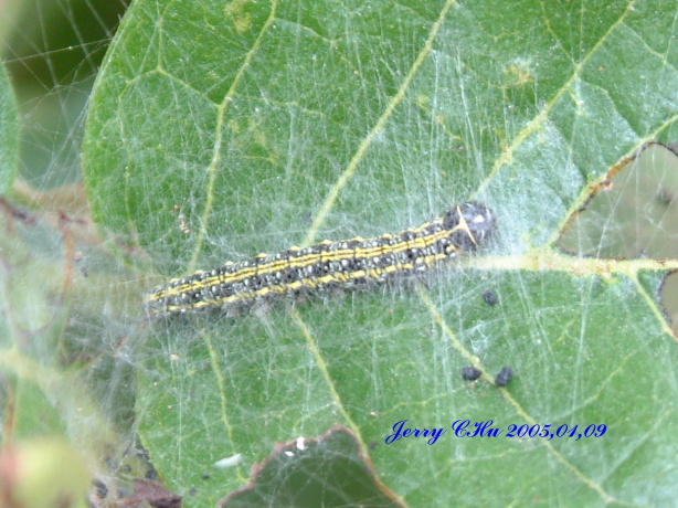 按此在新視窗瀏覽圖片