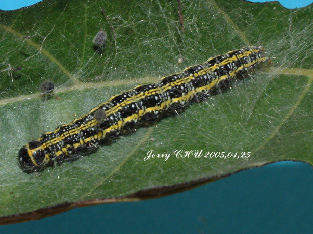 按此在新視窗瀏覽圖片