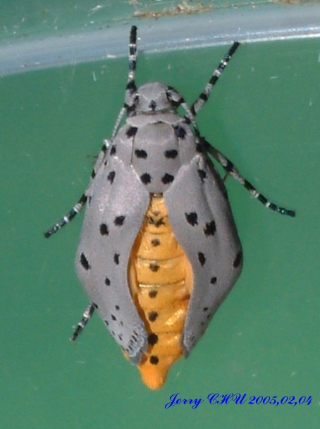 按此在新視窗瀏覽圖片