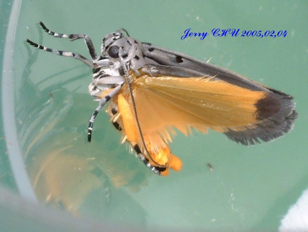 按此在新視窗瀏覽圖片