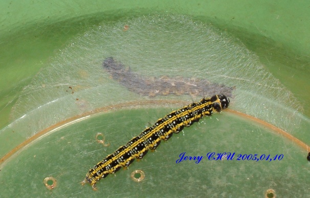 按此在新視窗瀏覽圖片