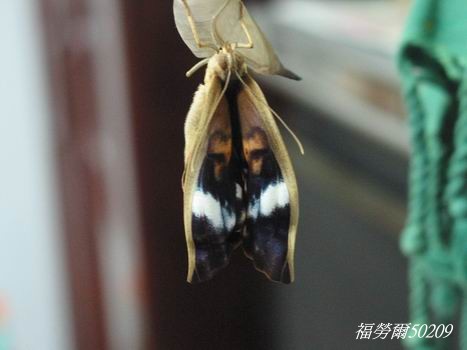 按此在新視窗瀏覽圖片