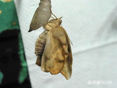 按此在新視窗瀏覽圖片