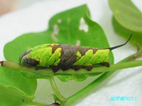 按此在新視窗瀏覽圖片