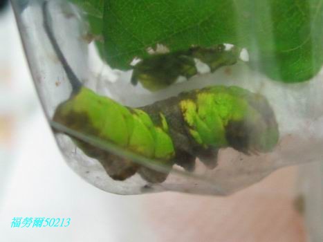 按此在新視窗瀏覽圖片