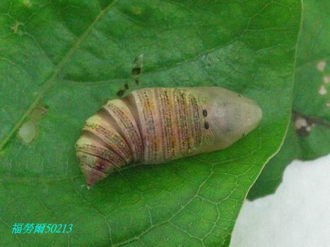 按此在新視窗瀏覽圖片