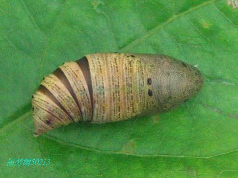 按此在新視窗瀏覽圖片