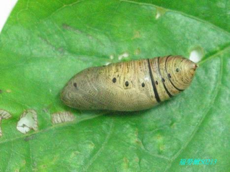 按此在新視窗瀏覽圖片