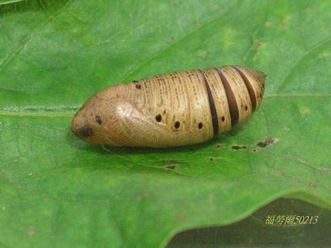 按此在新視窗瀏覽圖片