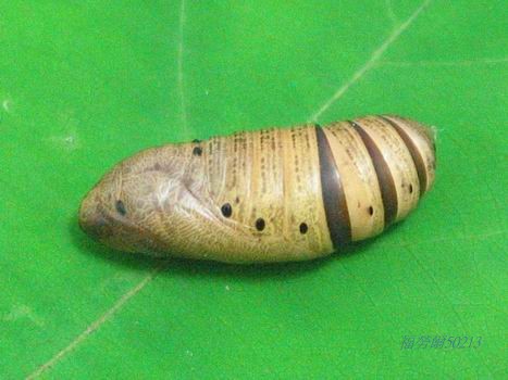 按此在新視窗瀏覽圖片