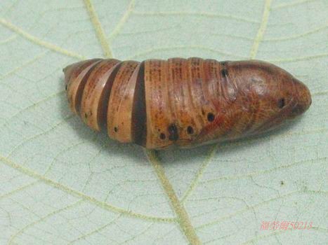 按此在新視窗瀏覽圖片