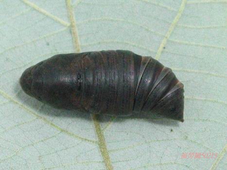 按此在新視窗瀏覽圖片