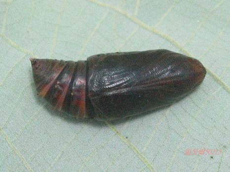 按此在新視窗瀏覽圖片