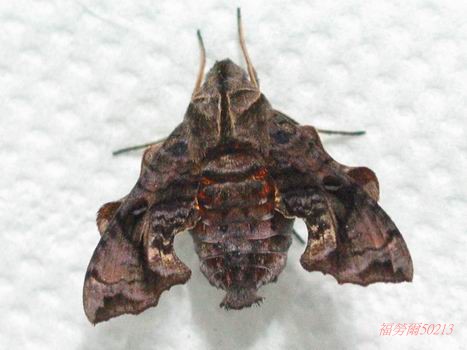 按此在新視窗瀏覽圖片