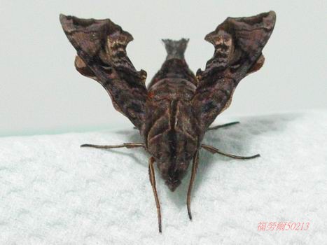 按此在新視窗瀏覽圖片