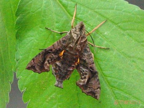 按此在新視窗瀏覽圖片