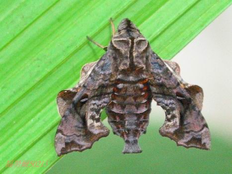 按此在新視窗瀏覽圖片