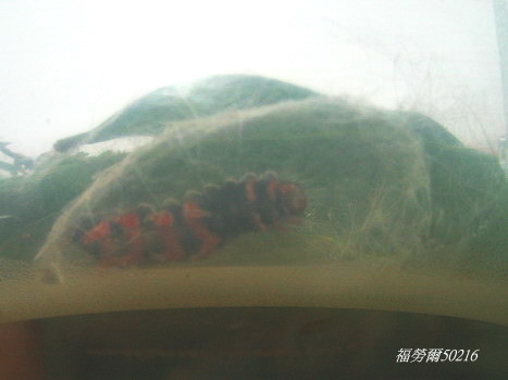 按此在新視窗瀏覽圖片