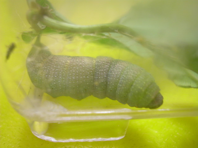 按此在新視窗瀏覽圖片