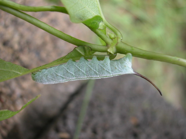 按此在新視窗瀏覽圖片