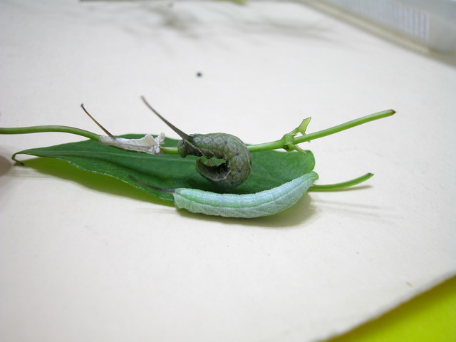 按此在新視窗瀏覽圖片