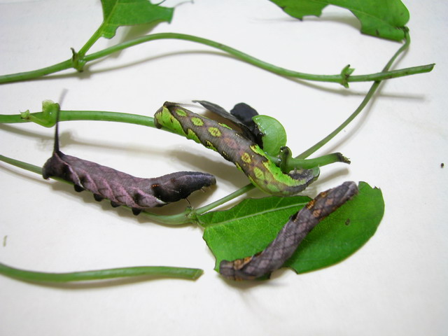 按此在新視窗瀏覽圖片