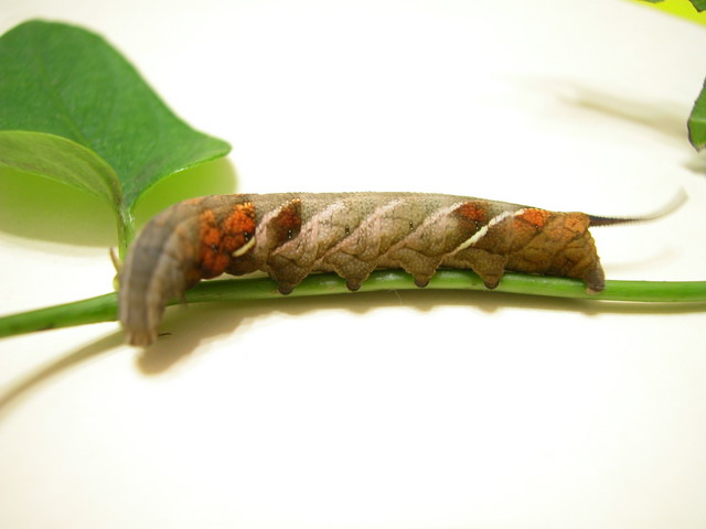 按此在新視窗瀏覽圖片