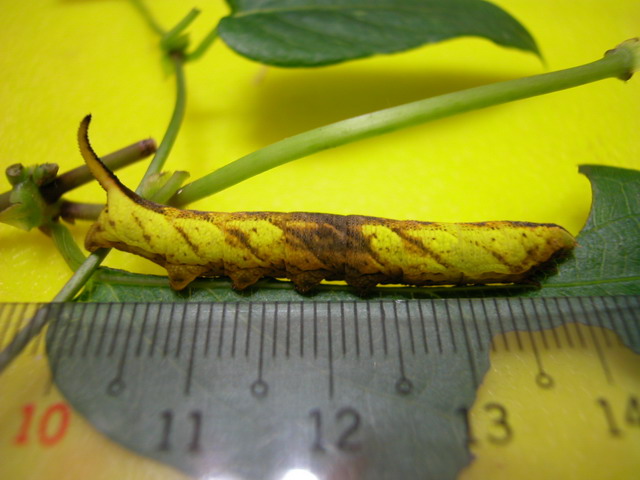 按此在新視窗瀏覽圖片